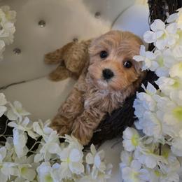 Ollie love - Apricot male Cavapoo puppy in Washington from Mt.BakerPoodles&Doodles