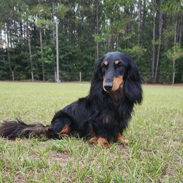 Nico - Dachshund