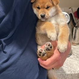 Girl 2 - Cream female Shiba Inu puppy in Milton, Florida from Moonlight Shibas