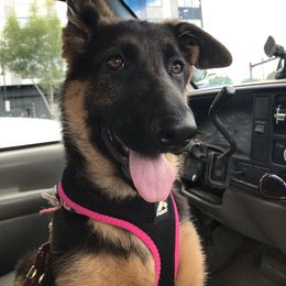 German Shepherd Puppies from Oregon German Shepherds