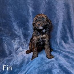 Fin - Black and tan male Cockapoo puppy in Sunset, Louisiana from Cano Cockapoos