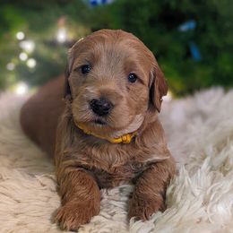 Goldendoodle Puppies from Park City Goldendoodles