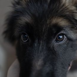 German Shepherd Puppies from Von Becks German Shepherds