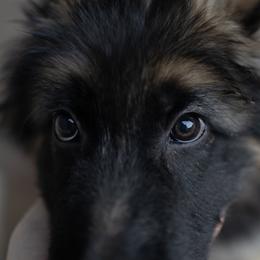 German Shepherd Puppies from Von Becks German Shepherds
