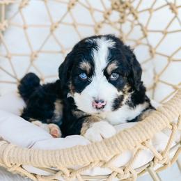 Midnight - Black tri-color male Aussiedoodle puppy in Spanish Fork, Utah from K Brand Doodles