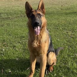 Magnus - Black and red male German Shepherd puppy in Worthington, Indiana from Aus Gerstbrei German Shepherds
