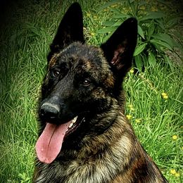 Dutch Shepherds from Iron Works K9