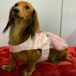 Dachshunds from Anastasia’s Royal Weenies