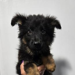 Light Green Male - Black and tan male German Shepherd puppy in Ocala, Florida from Guardian Shepherds