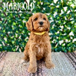Miss Pink - Caramel female Australian Labradoodle puppy in Hartshorne, Oklahoma from Jena Edmond