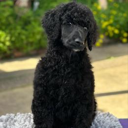 Henry - Black male Poodle puppy in Rocklin, California from Brienwood Poodles