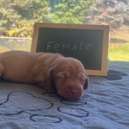 Petunia - Cream female Dachshund puppy in Sharon Springs, New York from Show Us The Way Homestead