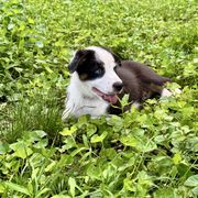 Hercules - male Sporty Mix puppy in Huntingtown, Maryland from Riverside Collies-n-Critters