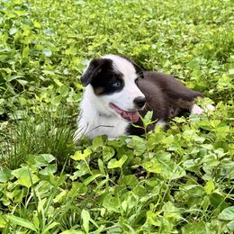 Hercules - male Sporty Mix puppy in Huntingtown, Maryland from Riverside Collies-n-Critters