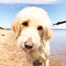 Butter - Goldendoodle