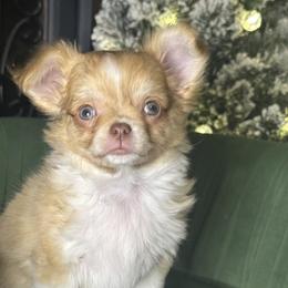 Reese - Gold and white female Chihuahua puppy in Northboro, Iowa from So Sweet Chihuahuas