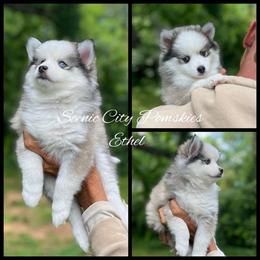 Ethel - Silver and white female Pomsky puppy in Rossville, Georgia from Scenic City Pomskies