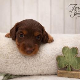 Chocolate Male - Limited AKC - Chocolate and tan male Dachshund puppy in Nashville, Tennessee from Farmhouse Sausages - Located in TN delivers all over US including California