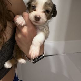 Aussiedoodle Puppies from Kingsden Aussies and doodles