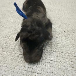 Blue boy - Blue merle male Aussiedoodle puppy in Nacogdoches, Texas from Glo’s Aussiedoodles