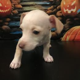 Maple - Cream and white male Chihuahua puppy in Mesa, Arizona from Sun Valley Chihuahuas & Malinois