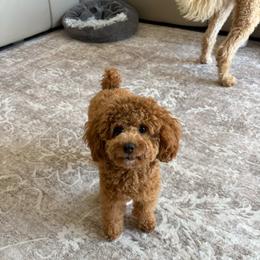 Charlotte - Poodle