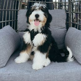 Aussiedoodle and Bernedoodle Puppies from Arizona Bernedoodles