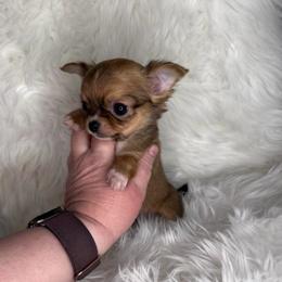 Sable Girl - Black sabled fawn female Chihuahua puppy in Fargo, North Dakota from Wild Prairie Chihuahuas