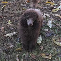 Poodle Puppies from Silberhund's Poodles