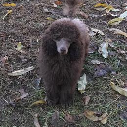 Poodle Puppies from Silberhund's Poodles