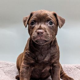 Patterdale Terrier Puppies from Moormont Kennels