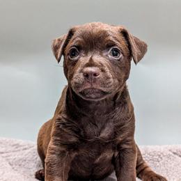 Patterdale Terrier Puppies from Moormont Kennels