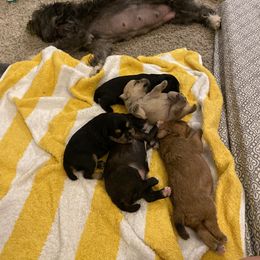 Schnoodle Puppies from Noodle Tings Puppies