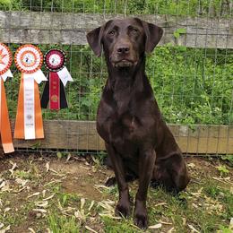 Labrador Retrievers from Syrius Dog