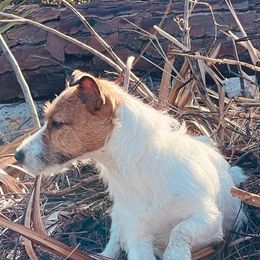 Jack Russell Terriers from Clawson and Sons Farm