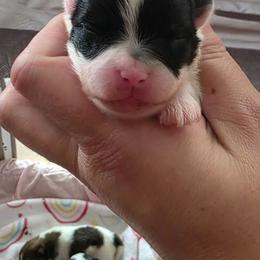 AKC Madison black tan parti piebald - Black and tan parti female Pomeranian puppy in Gloversville, New York from ADKPOM Adirondack Pomeranians