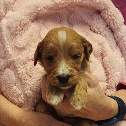 Yellow - Apricot female Goldendoodle puppy in Cumming, Georgia from Chattahoochee Kennels