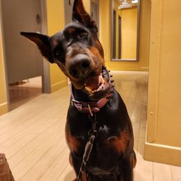 Gracie - Doberman Pinscher