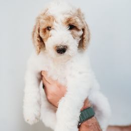 Summer - Parti Goldendoodle puppy in Canton, Georgia from Mae’s Doodles of Georgia