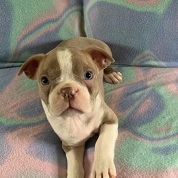 Boston Terrier Puppies from Heather's Boston Babies