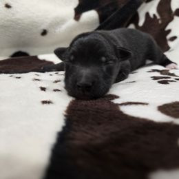 Boy 2 - Black & white male Australian Shepherd puppy in Wrightsville, Georgia from Wild Magnolia Farms Aussies