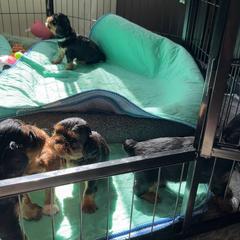 English Toy Spaniel Puppies from Enchanting Merits