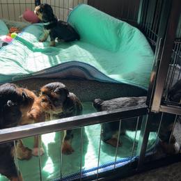 English Toy Spaniel Puppies from Enchanting Merits