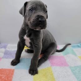 Jasper - Blue male Great Dane puppy in Kannapolis, North Carolina from Carolina Great Danes & Toy Poodles