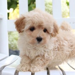 Maltipoo, Shichon, and Shihpoo Puppies from Timbercreek Puppies