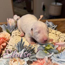 Eloise - White and liver brown female Dalmatian puppy in Mount Vernon, Missouri from Spots & Spirals
