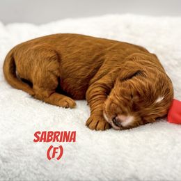 Sabrina red - Red  female Goldendoodle puppy in Lewisville, Texas from Zink Doodles