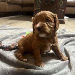 Etta - Red female Cavapoo puppy in Glendale, Arizona from Dashing Dogs