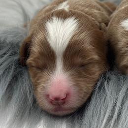 Girl 1 - Red  female Goldendoodle puppy in Milford, Indiana from Railway Acres Kennel