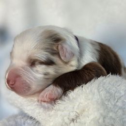 Vixen - Red merle female Australian Shepherd puppy in Anthony, Florida from Out of the Blue Aussies
